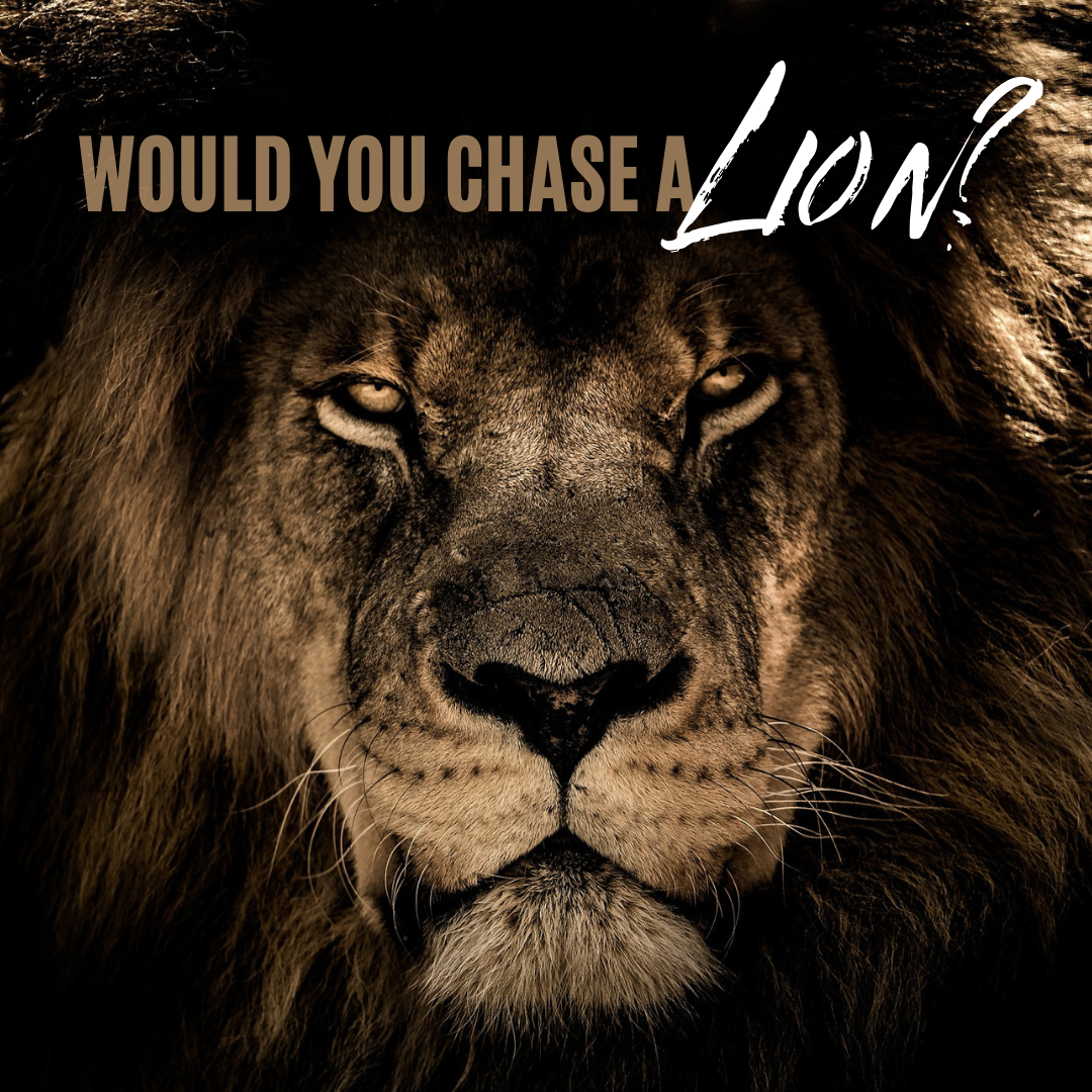 Would You Chase a Lion?